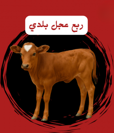 ربع عجل بلدي